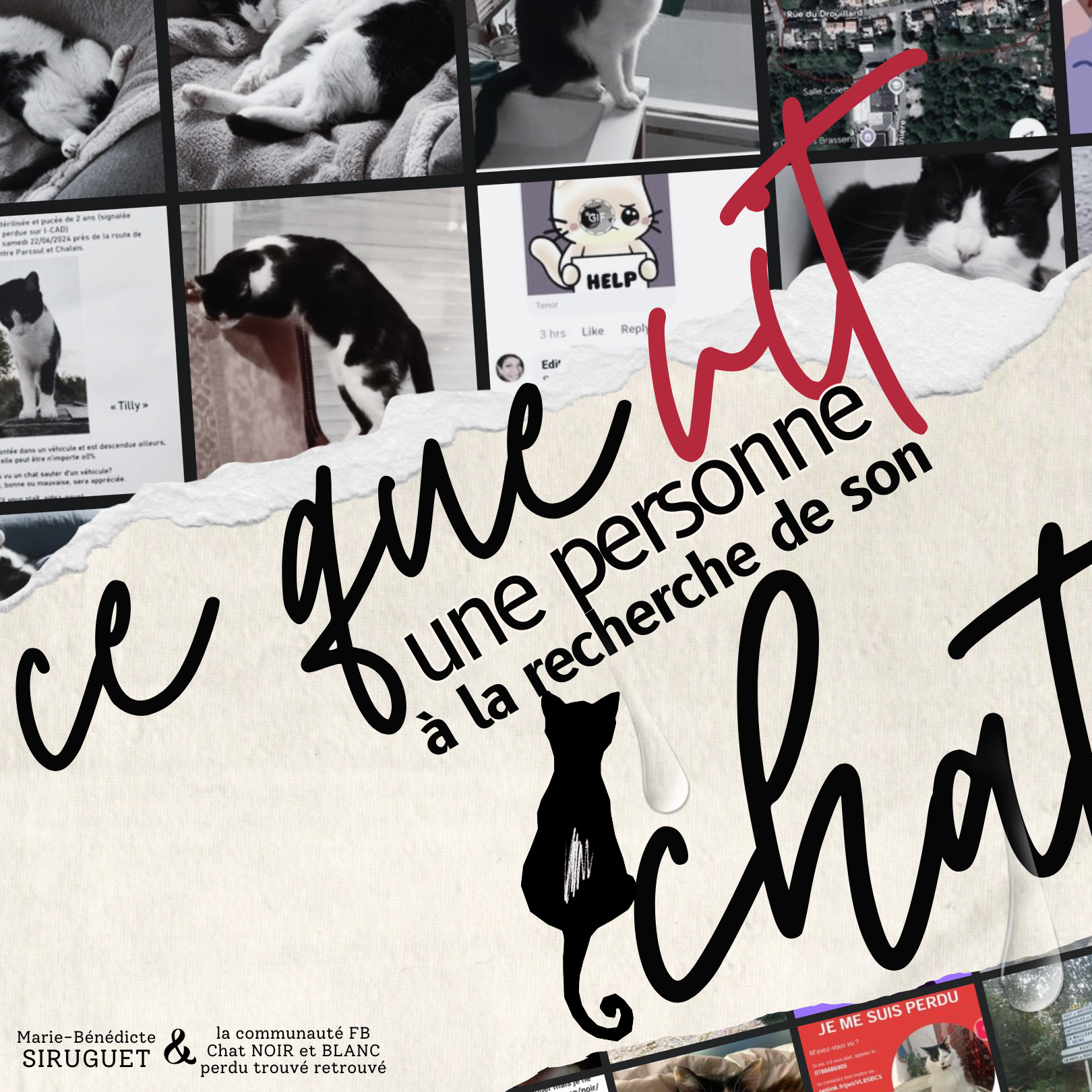 Ce que vit une personne à la recherche de son chat - Collage
