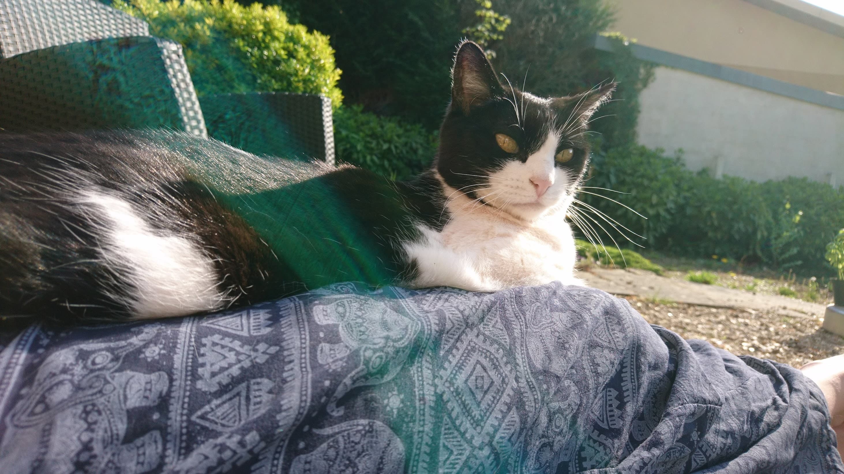 Chat noir et blanc perdu trouvé retrouvé