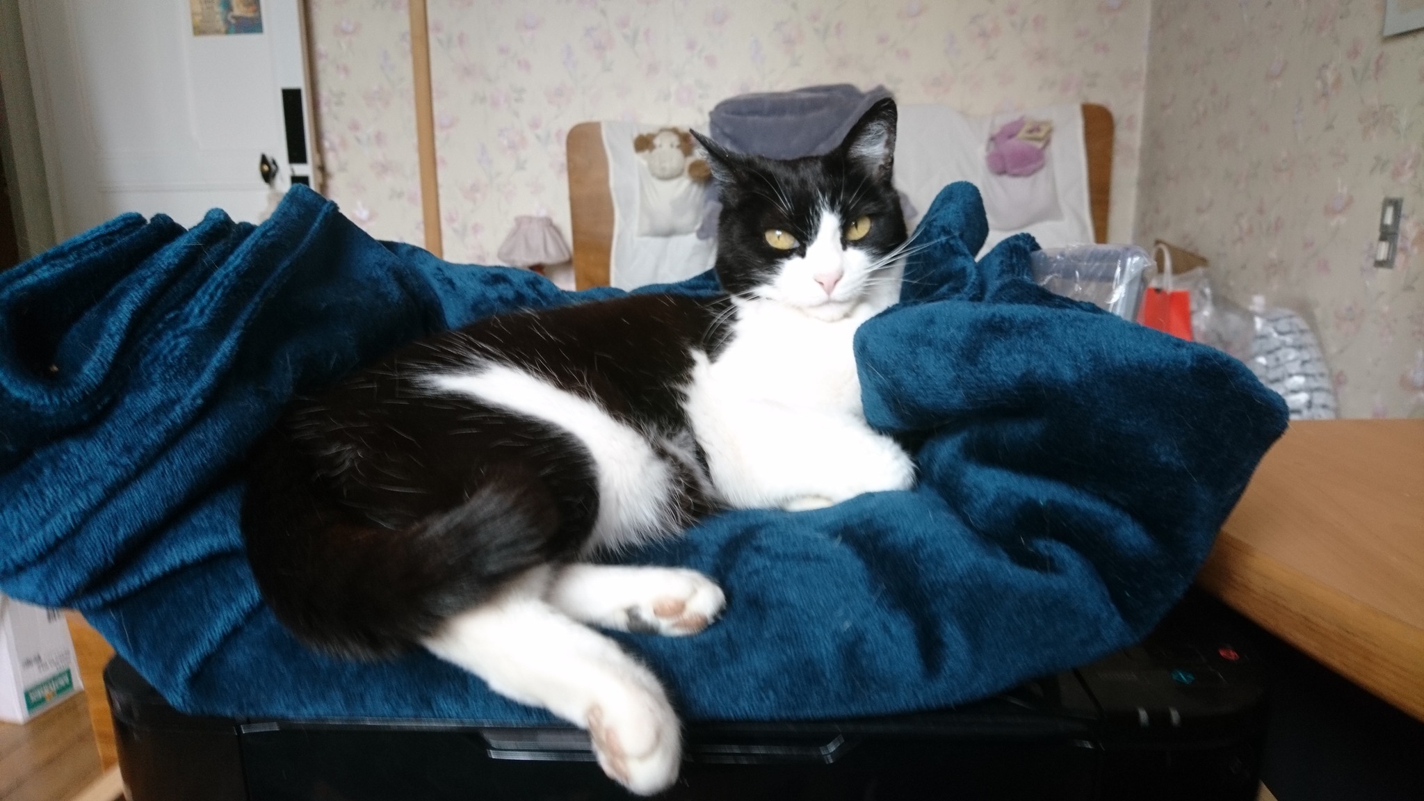 Chat perdu Sainte-Geneviève-des-Bois